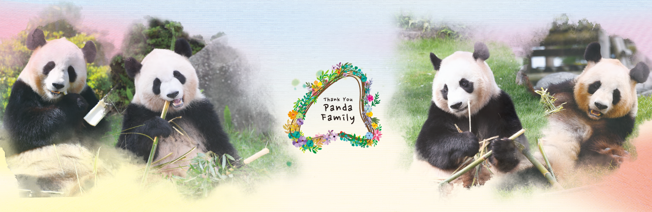 Thank you PANDA FAMILY