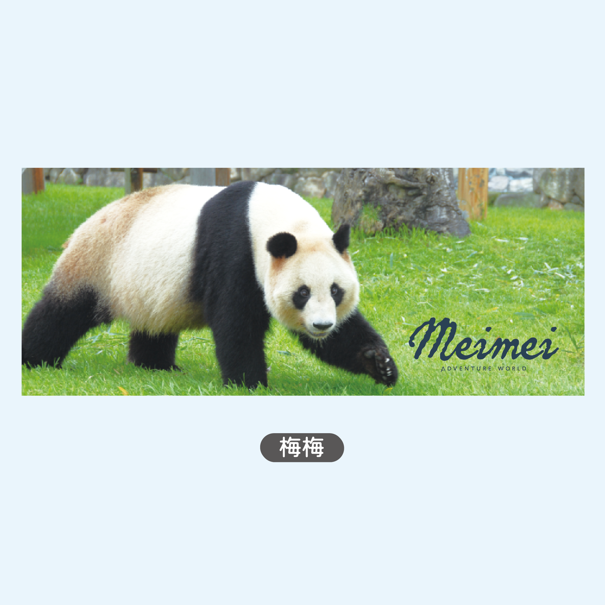 梅梅