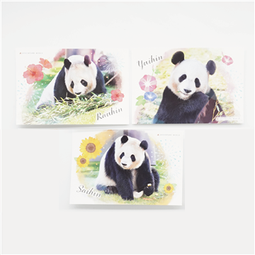 LIMEX製　パンダポストカード