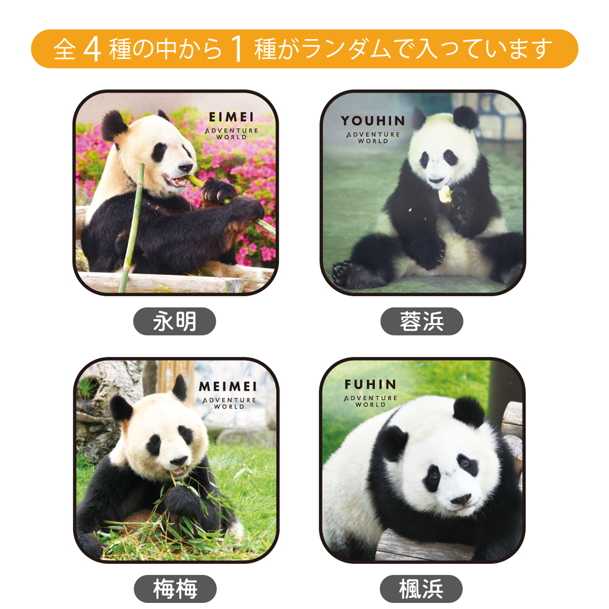 Panda Journey～しあわせの足あと～　ブラインドミニタオルvol.5