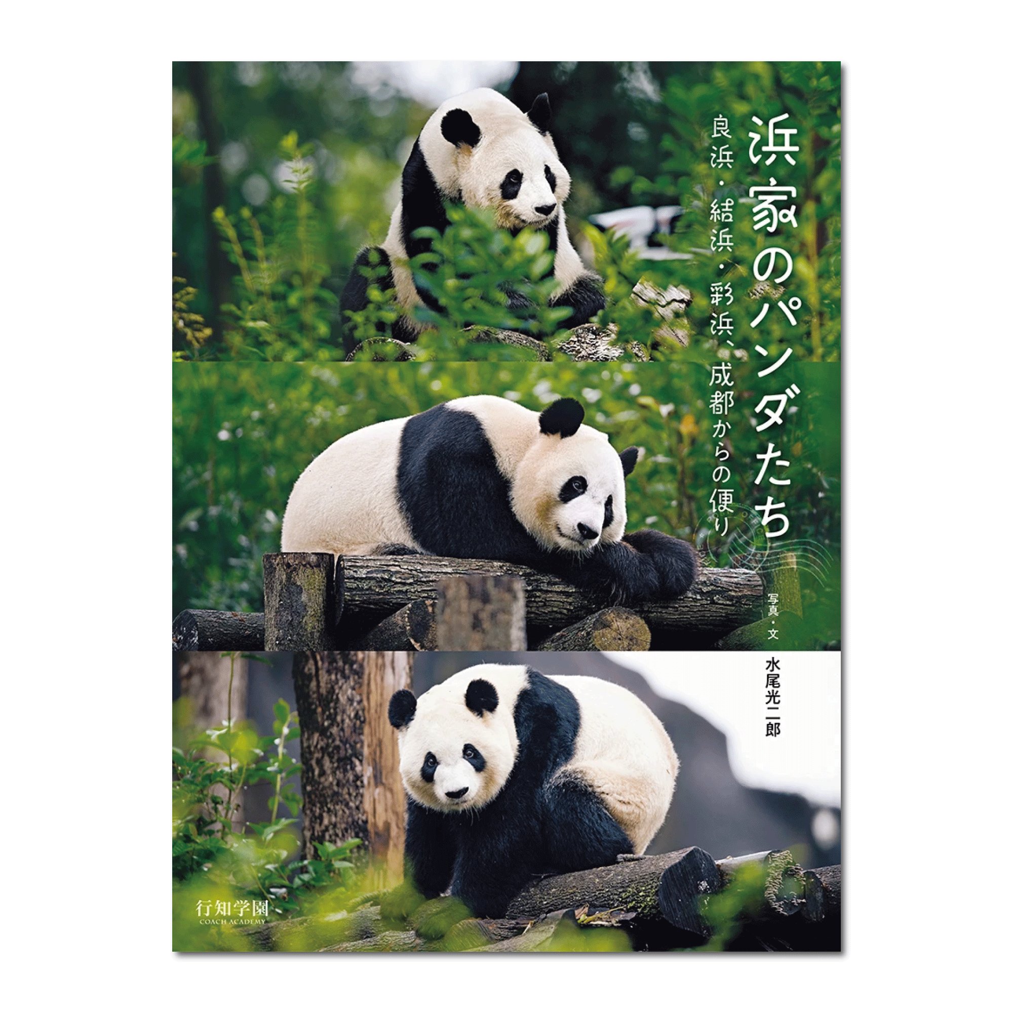 浜家のパンダたち―良浜・結浜・彩浜、成都からの便り