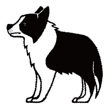 ボーダーコリー