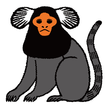 コモンマーモセット