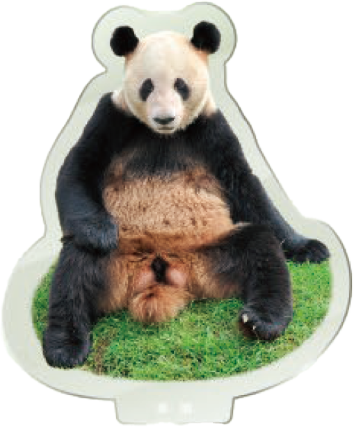 パンダのアクリルスタンド 幸浜3