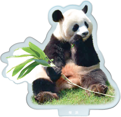 パンダのアクリルスタンド 桜浜2