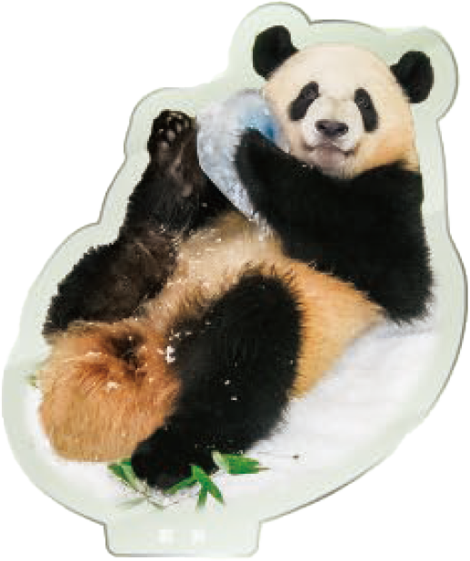 パンダのアクリルスタンド 彩浜1
