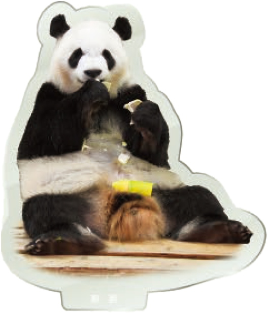 パンダのアクリルスタンド 彩浜3