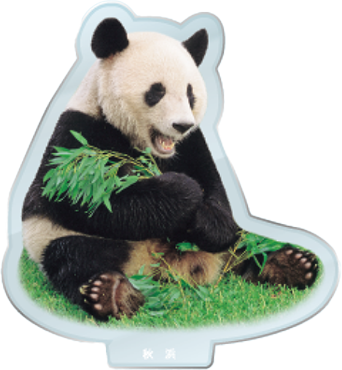 パンダのアクリルスタンド 秋浜1