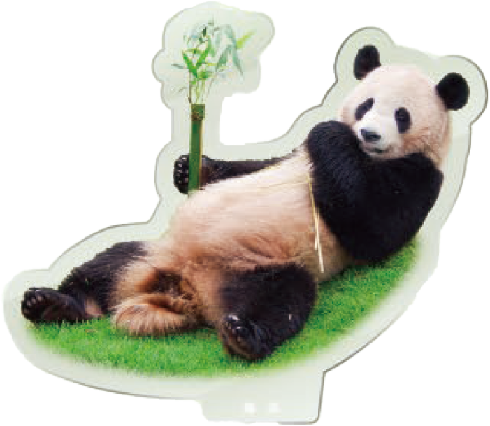 パンダのアクリルスタンド 陽浜2