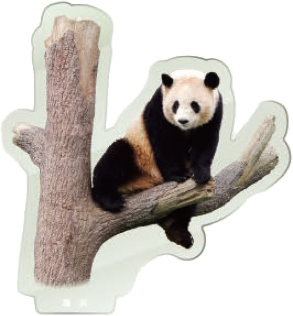 パンダのアクリルスタンド 陽浜1