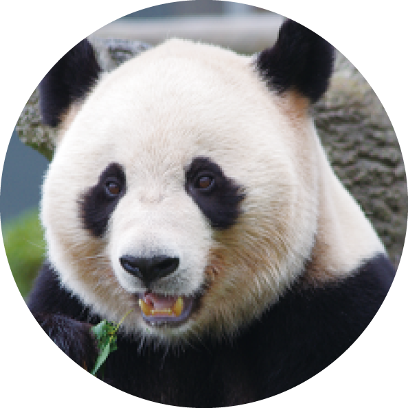 パンダの紹介 愛浜