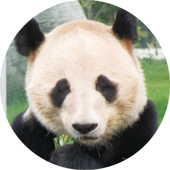 パンダの紹介 明浜