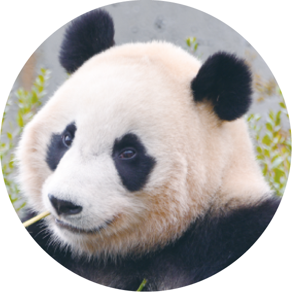 パンダの紹介 楓浜