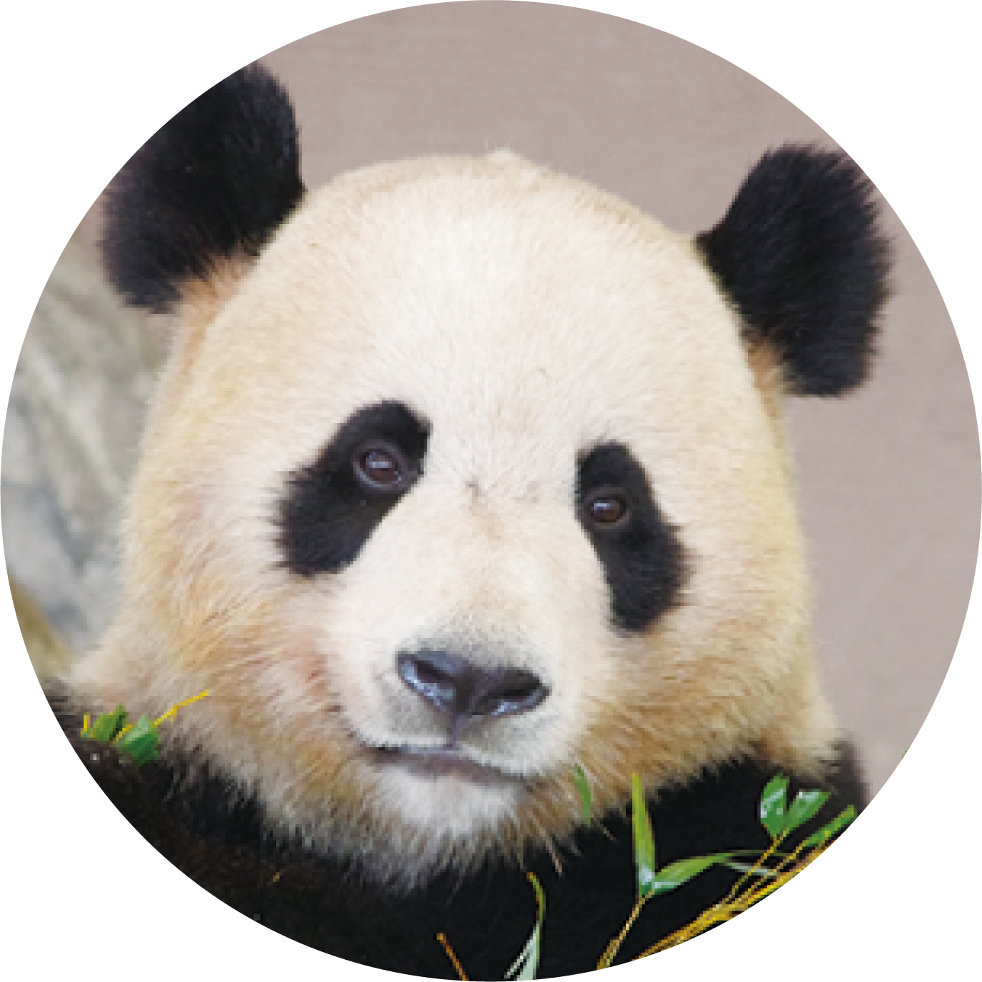 パンダの紹介 海浜