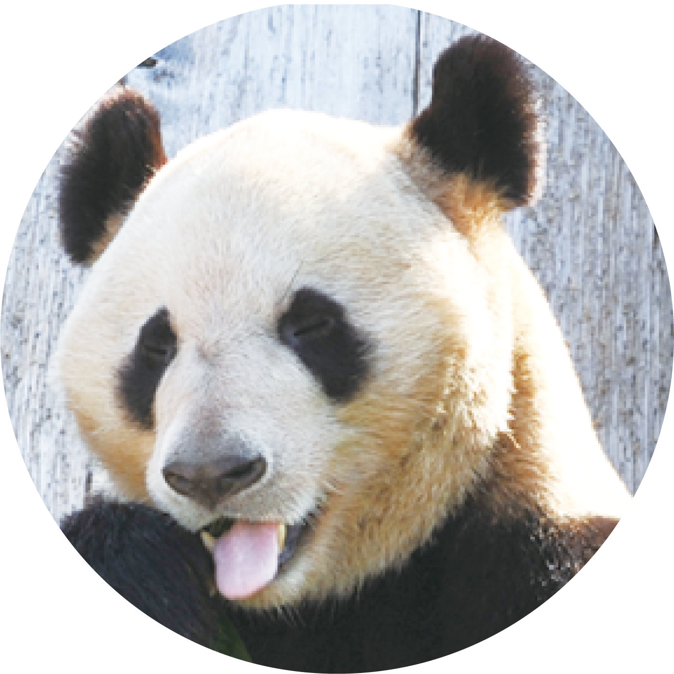 パンダの紹介 幸浜