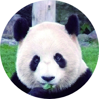 パンダの紹介 梅浜