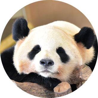 パンダの紹介 桜浜