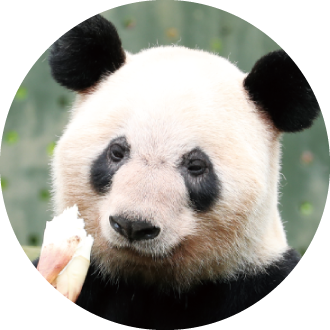 パンダの紹介 隆浜