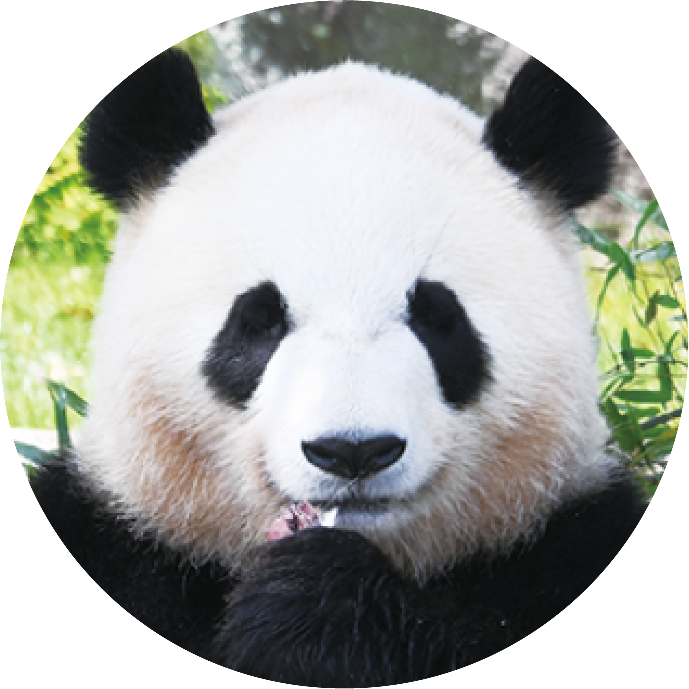 パンダの紹介 彩浜