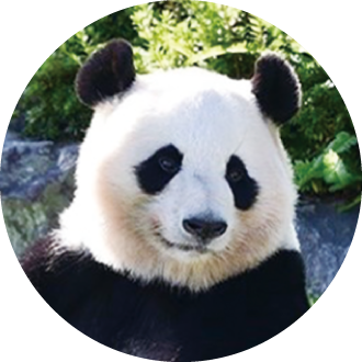 パンダの紹介 桃浜