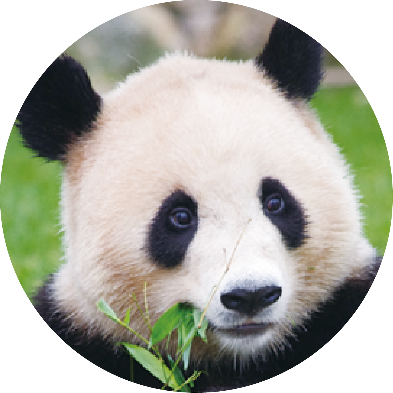 パンダの紹介 陽浜