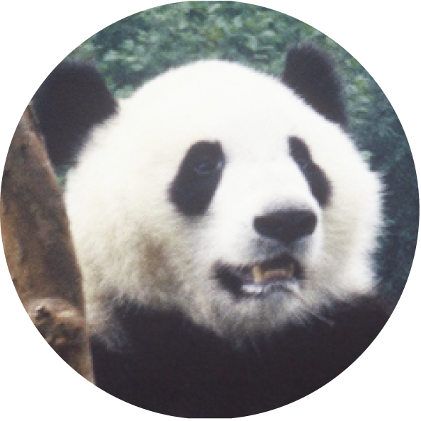 パンダの紹介 蓉浜
