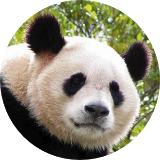 パンダの紹介 雄浜