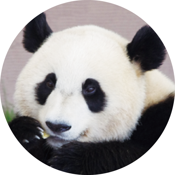 パンダの紹介 優浜